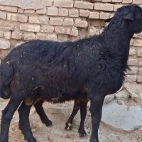 بره|حیوانات مزرعه|فامنین, |دیوار