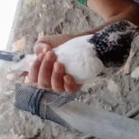 فروش کبوتر پرشی از نژاد تیدی و پاکستانی چشم سفید