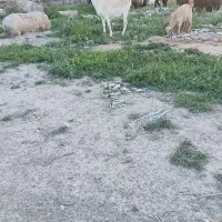 بز بزغاله دار سانن