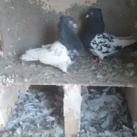 کله سیاه جفتگاه