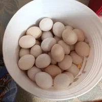 تخم مرغ محلی /تخم مرغ