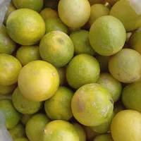 بار تازه لیمو رودان رسید