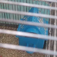 فنچ|پرنده|همدان, |دیوار