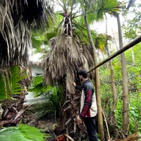 نهال پالم|گل و گیاه طبیعی|نوشهر, |دیوار