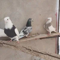 چند عدد کفتر|پرنده|قروه, |دیوار