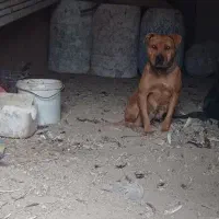 سگ پیتبول و گریت دین|سگ|تهران, لاله زار|دیوار