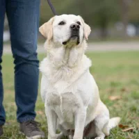 واگذاری سگ نر مطیع