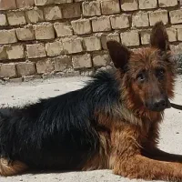 سگ ژرمن ۷ ماهه