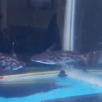 فروش ماهی|ماهی|ماکو, |دیوار