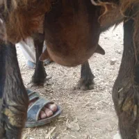 میش