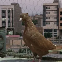 سرخ دم سفید
