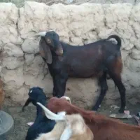 نریگ فروشی چاق