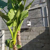 گل بابا آدم بزرگ بیش از 3متر