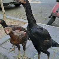 خروس و مرغ لاری