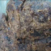 فروش خرما (محلی اصل)