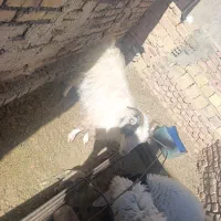 یک عدد بز چاه در خونه ای