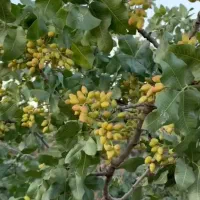 کود ارگانیک بدون سم پاشی