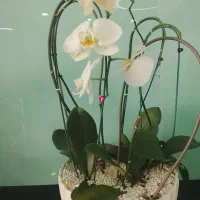 ارکیده فالانوبسیس