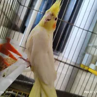 عروس هلندی آلبینو