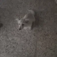 سگ پاپی،واگذاری،نره