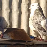 کبوتر|پرنده|شوشتر, |دیوار