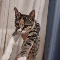 واگذاری بچه گربه dsh