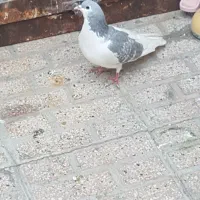 کفتر چپ|پرنده|مشهد, سجادیه|دیوار