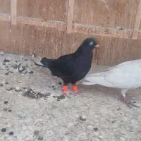 کبوتر زاغ نشون دار تهرانی شهرستانی|پرنده|تهران, سبلان (لشگر)|دیوار