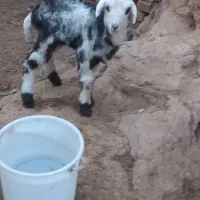 بره شیری بروجردی ماده بز بزغاله نربز قوچ