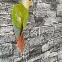 عروس هلندی وگرینچیک فول دستی|پرنده|قم, اسمعیل آباد|دیوار