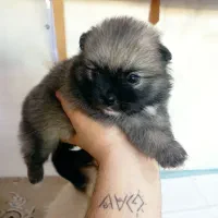 واگذاری توله  پامر اصیل