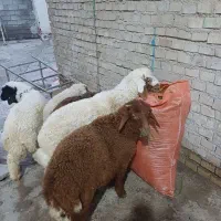 بره یاگوسفند|حیوانات مزرعه|اهواز, منازل کارون|دیوار