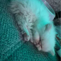 گربه خانگی پرشین