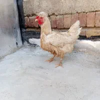 مرغ کاکلی تخم گذار