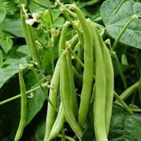 باقالی استانبولی محلی