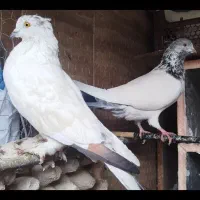 کفتر تک پر پرشی