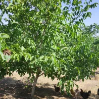 خانه باغ ۳۰۰۰متری ثبتی باامتیازات برق و گاز و فنس|فروش خانه و ویلا|بوکان, |دیوار