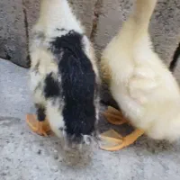 دو جفت اردک سرحال (مراوی) معاوضه با جوجه مرغ