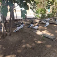 کبوتر قطع|پرنده|شاهین دژ, |دیوار