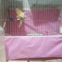 خورموج لنگک قناری نرمست تک رنگ ۱۸۰۰۰۰۰۰|پرنده|خورموج, |دیوار