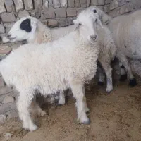 بره ماده چاق