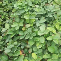 نهال سابرینا