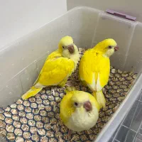 راهب