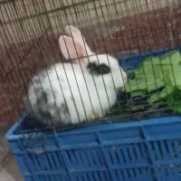 معاوضه یک خرگوش با مرغ عشق