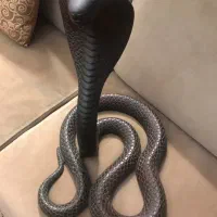 مجسمه چوبی مار پنجاه سانت