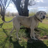 واگذاری پژدر