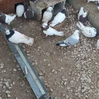 طوقی|پرنده|خنج, |دیوار