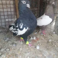 یک جفت کفتر خوشگل سینه ای
