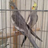 دو جفت عروس هلندی|پرنده|قم, شهرک مهدیه (مدرس)|دیوار