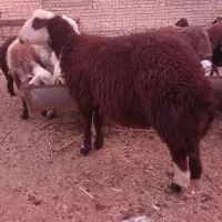 فروش فوری بره قوچی اصیل وذات دارضمانتی.